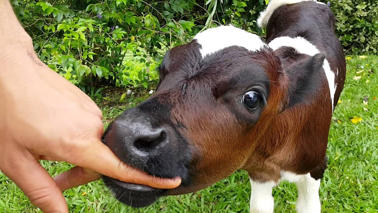 Hungry Baby Cow